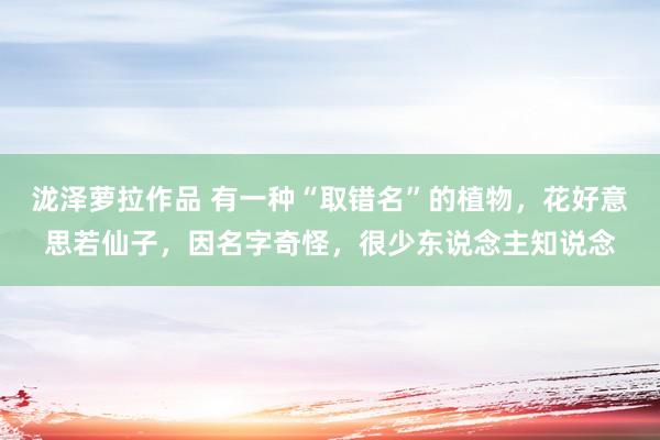 泷泽萝拉作品 有一种“取错名”的植物，花好意思若仙子，因名字奇怪，很少东说念主知说念